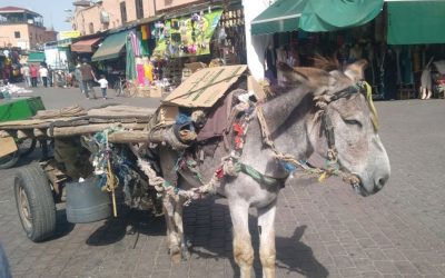 Plaza de Bab Ftouh